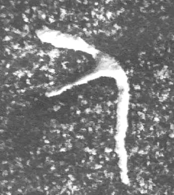 金文·四十三年逨鼎·人