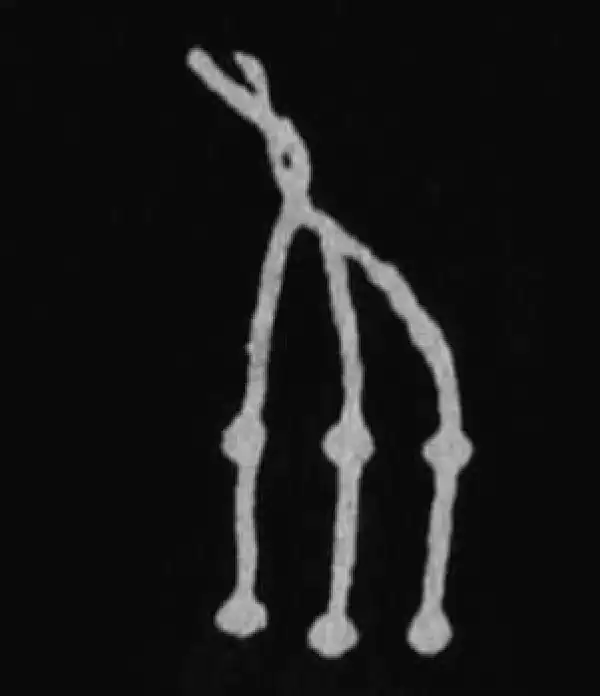 殷墟甲骨文·系