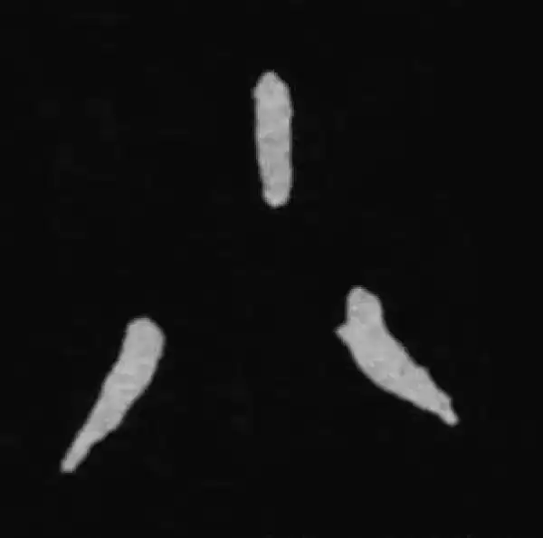 殷墟甲骨文·小