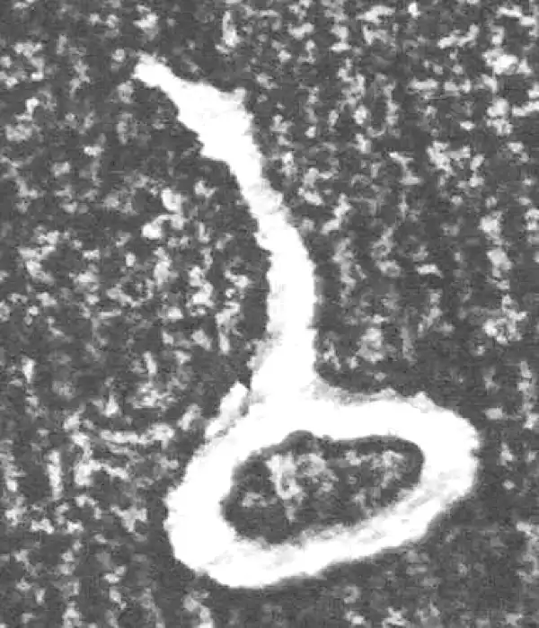 金文·四十二年逑鼎乙·以