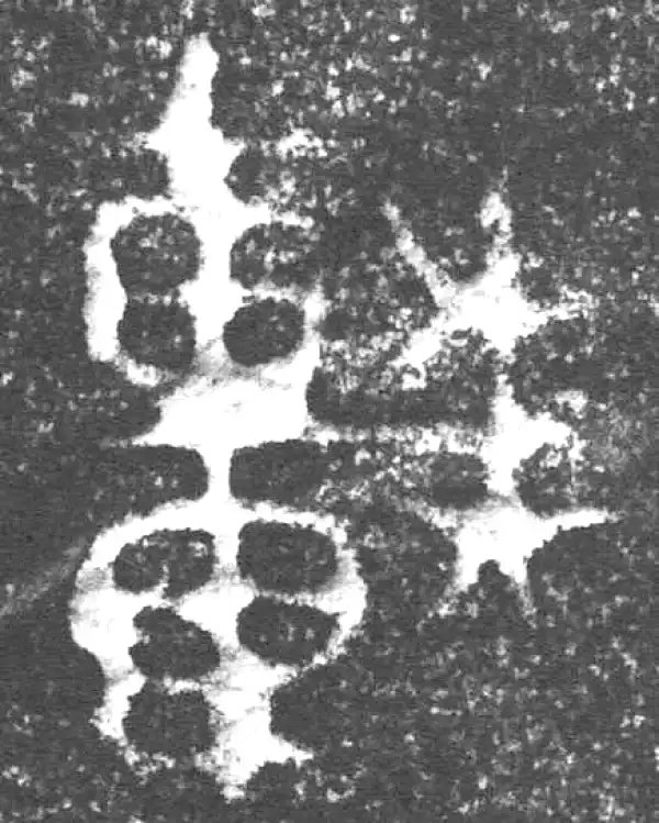 金文·四十三年逨鼎·車