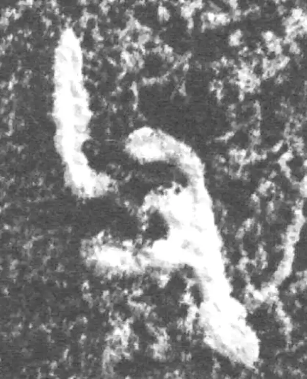 金文·仲南父壶·父