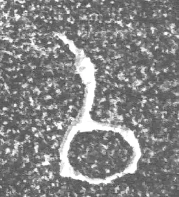 金文·四十三年逨鼎·以