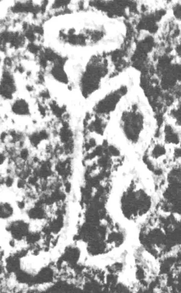 金文·仲南父壶·孙