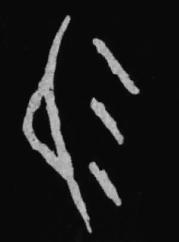 殷墟甲骨文·易