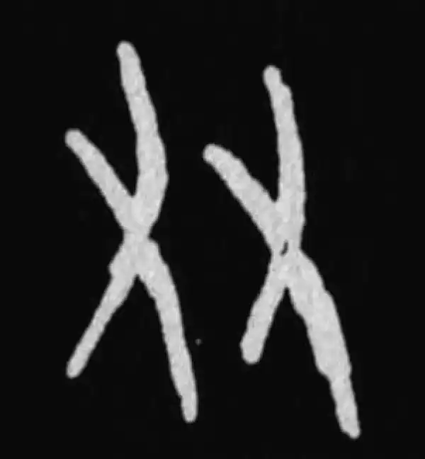 殷墟甲骨文·友